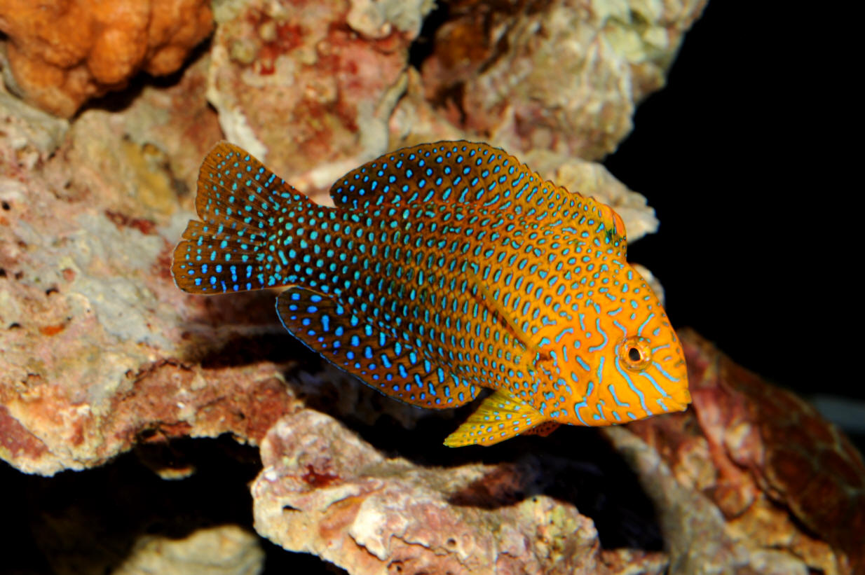 Macropharyngodon geoffroy (Quoy & Gaimard, 1824)
